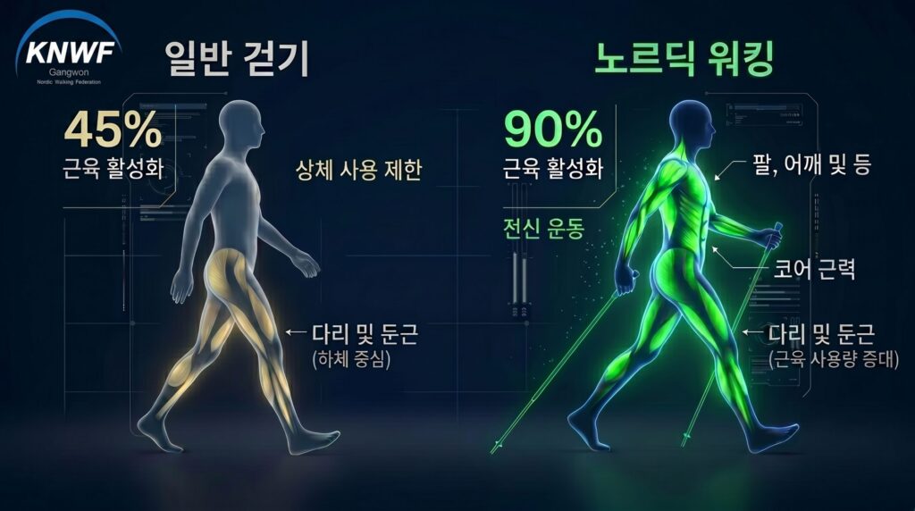 노르딕 워킹 전신 근육 사용 비율 및 뇌 자극 효과 비교 데이터
